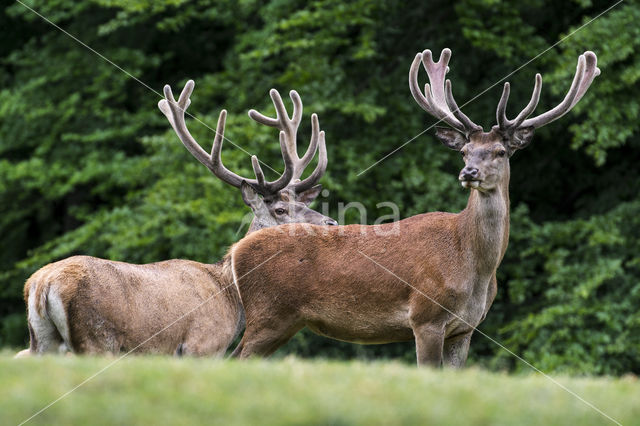 Red Deer (Cervus elaphus)