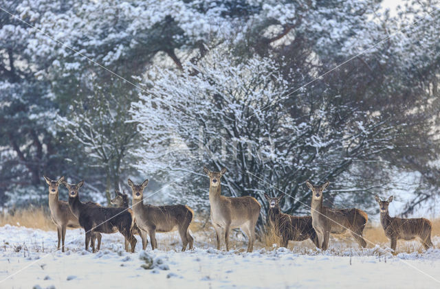 Red Deer (Cervus elaphus)