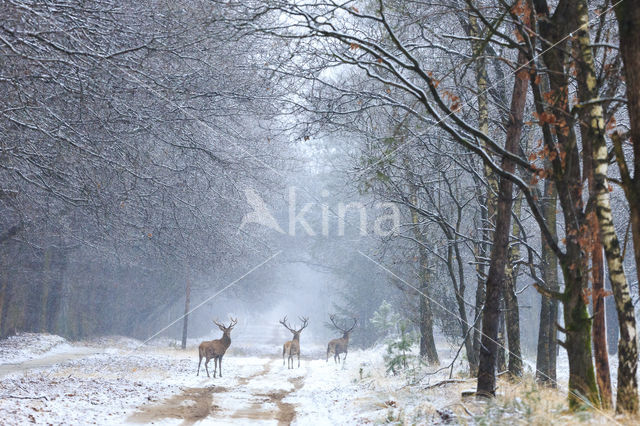 Red Deer (Cervus elaphus)