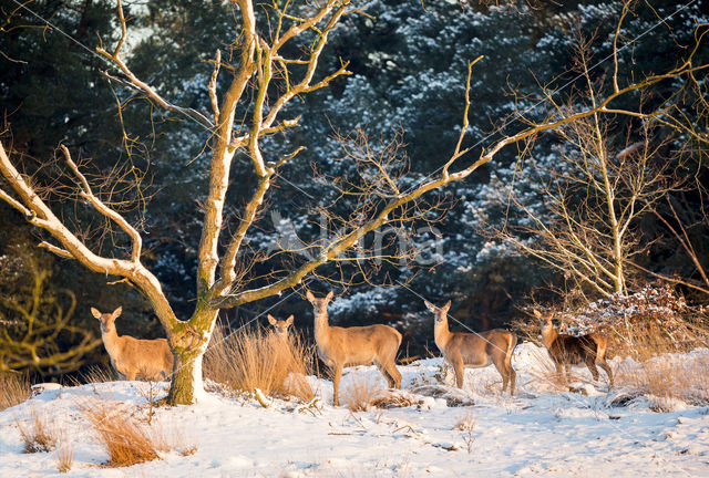 Red Deer (Cervus elaphus)