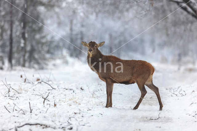 Red Deer (Cervus elaphus)