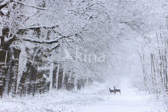 Red Deer (Cervus elaphus)