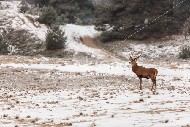 Red Deer (Cervus elaphus)