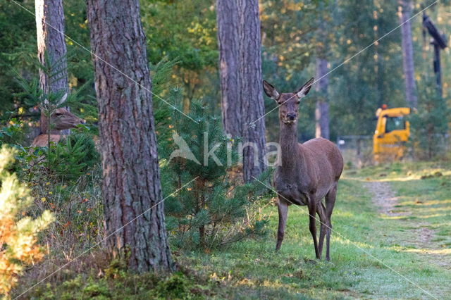 Red Deer (Cervus elaphus)