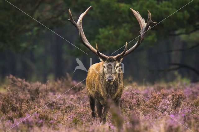 Red Deer (Cervus elaphus)