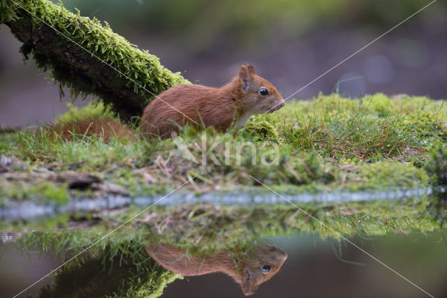 Red Squirrel (Sciurus vulgaris)