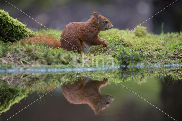 Red Squirrel (Sciurus vulgaris)