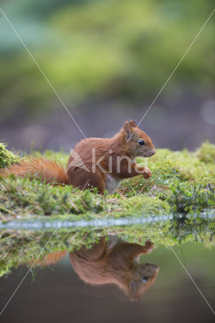 Eekhoorn (Sciurus vulgaris)