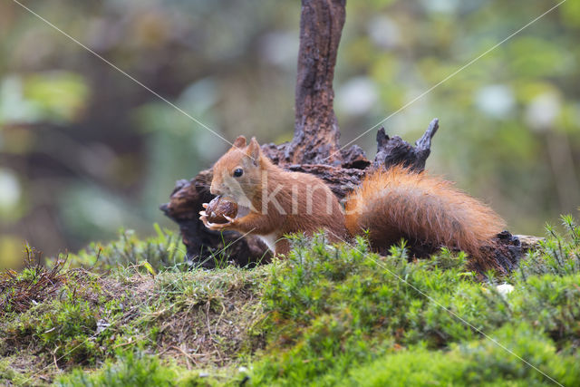 Red Squirrel (Sciurus vulgaris)
