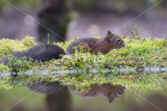 Eekhoorn (Sciurus vulgaris)