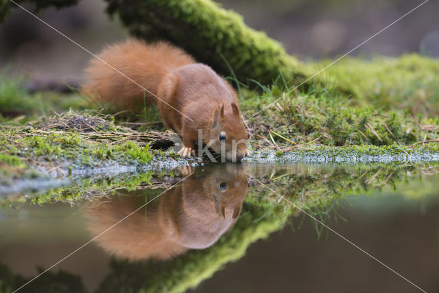 Red Squirrel (Sciurus vulgaris)