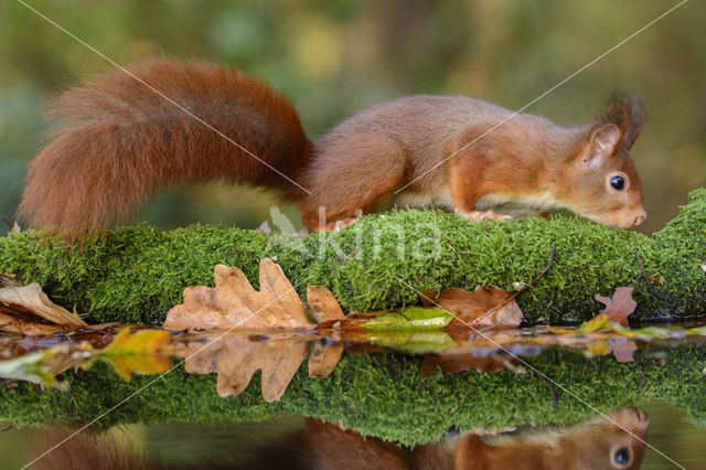 Red Squirrel (Sciurus vulgaris)