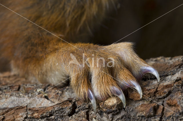 Red Squirrel (Sciurus vulgaris)