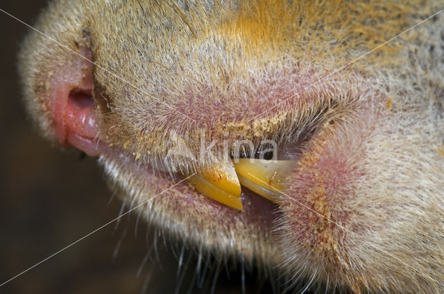 Red Squirrel (Sciurus vulgaris)