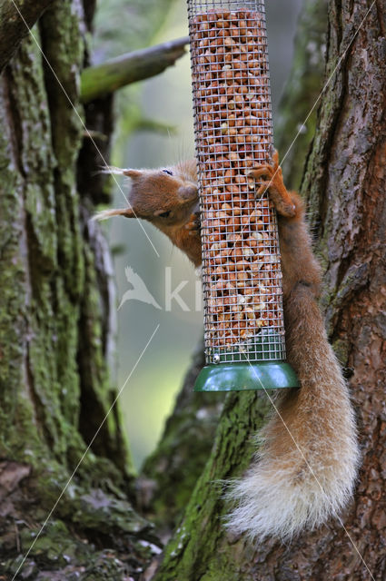 Red Squirrel (Sciurus vulgaris)