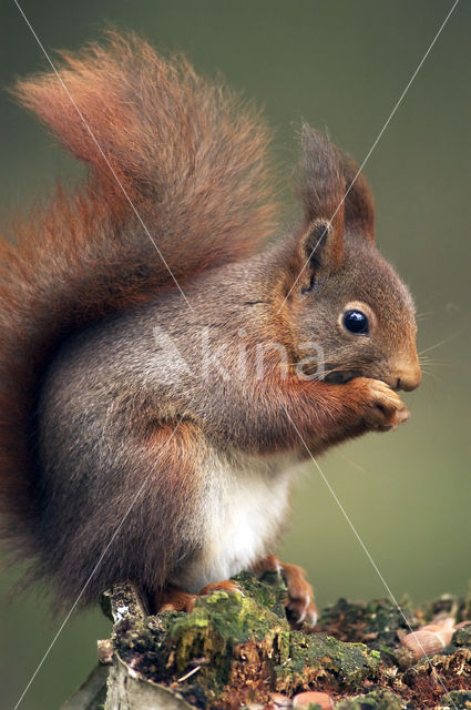 Eekhoorn (Sciurus vulgaris)