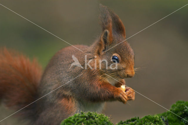 Red Squirrel (Sciurus vulgaris)