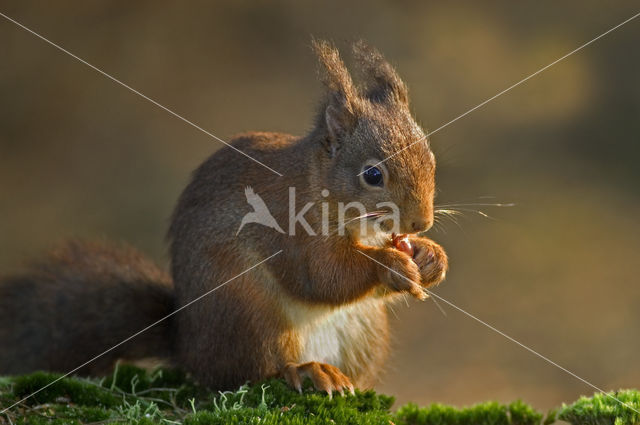 Red Squirrel (Sciurus vulgaris)