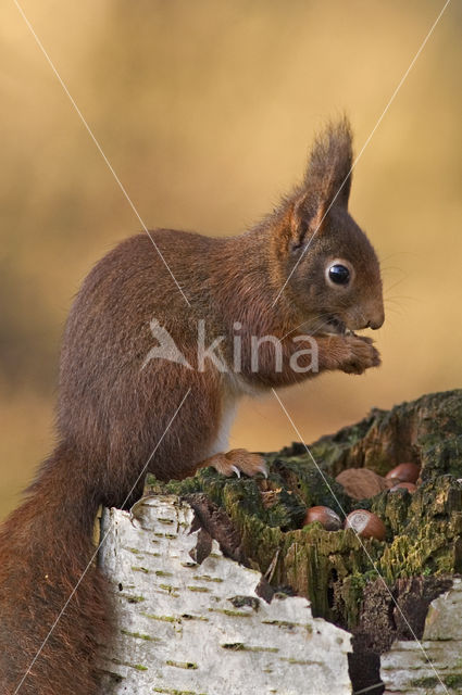 Red Squirrel (Sciurus vulgaris)