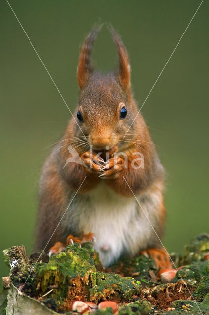 Red Squirrel (Sciurus vulgaris)