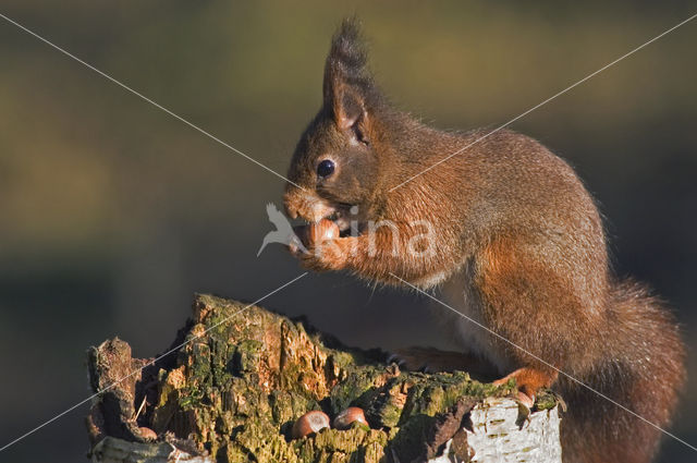 Red Squirrel (Sciurus vulgaris)