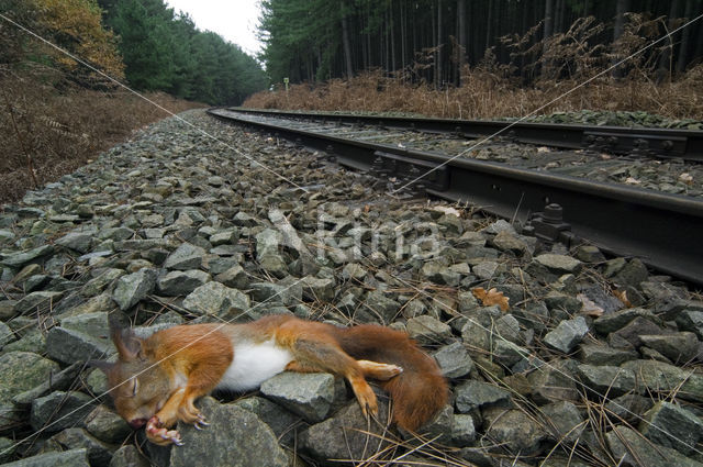 Red Squirrel (Sciurus vulgaris)