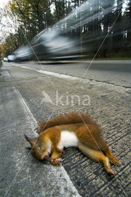 Red Squirrel (Sciurus vulgaris)