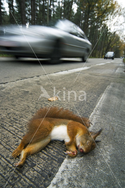 Red Squirrel (Sciurus vulgaris)