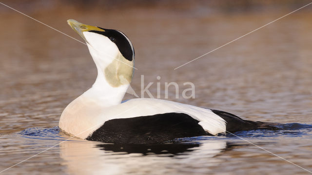 Eider (Somateria mollissima)