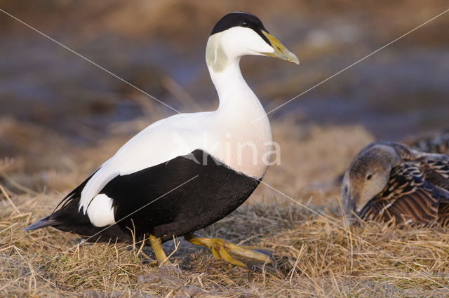 Eider (Somateria mollissima)