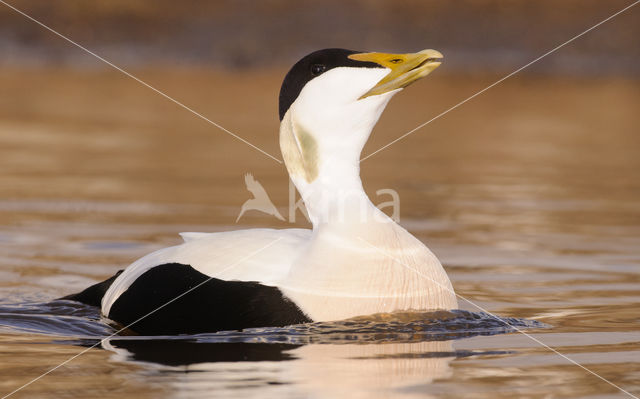 Eider (Somateria mollissima)