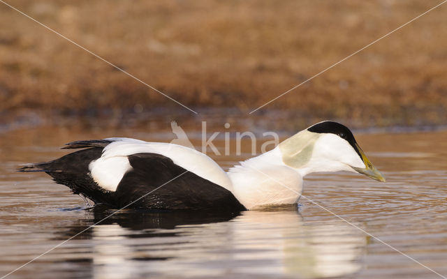 Eider (Somateria mollissima)