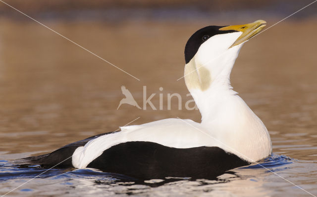 Eider (Somateria mollissima)