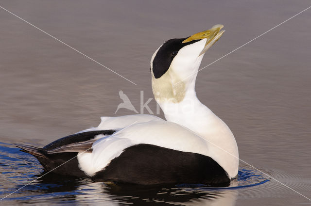 Eider (Somateria mollissima)