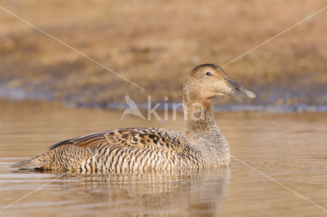 Eider (Somateria mollissima)