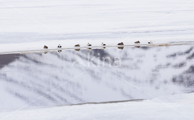 Eider (Somateria mollissima)