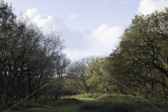 Oak (Quercus)