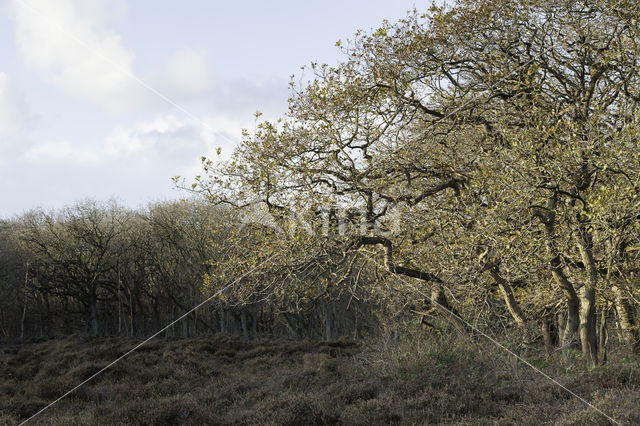 Oak (Quercus)