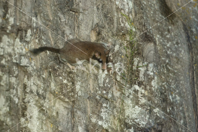 Garden Dormouse (Eliomys quercinus)