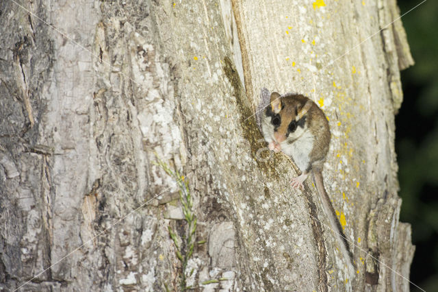 Garden Dormouse (Eliomys quercinus)