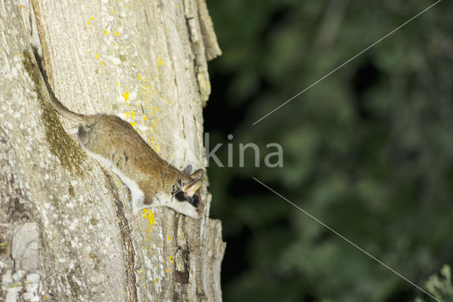 Eikelmuis (Eliomys quercinus)