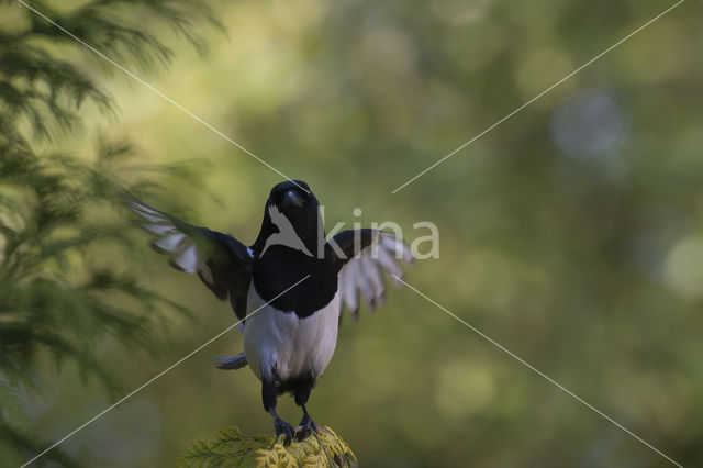 Black-billed Magpie (Pica pica)