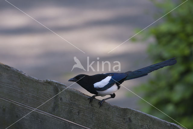 Black-billed Magpie (Pica pica)