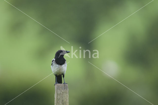 Black-billed Magpie (Pica pica)