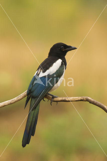 Black-billed Magpie (Pica pica)