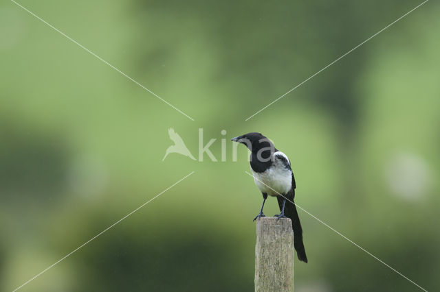 Black-billed Magpie (Pica pica)