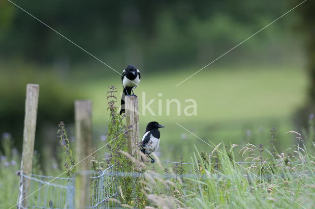 Black-billed Magpie (Pica pica)