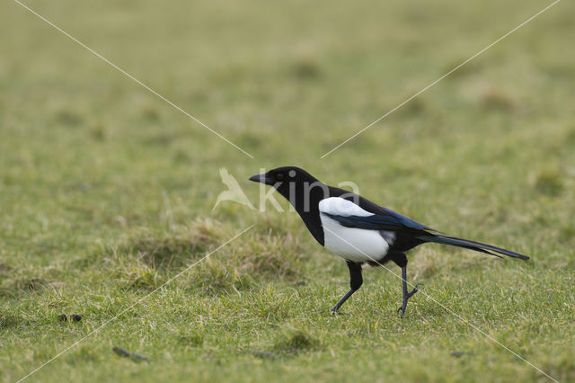 Black-billed Magpie (Pica pica)