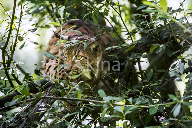 Euraziatische lynx (Lynx lynx)