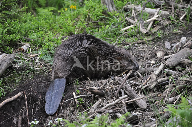 Eurasian beaver (Castor fiber)